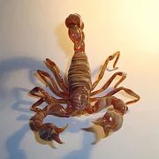 Подарочная скульптура «Скорпионы» из стекла — фотография 2